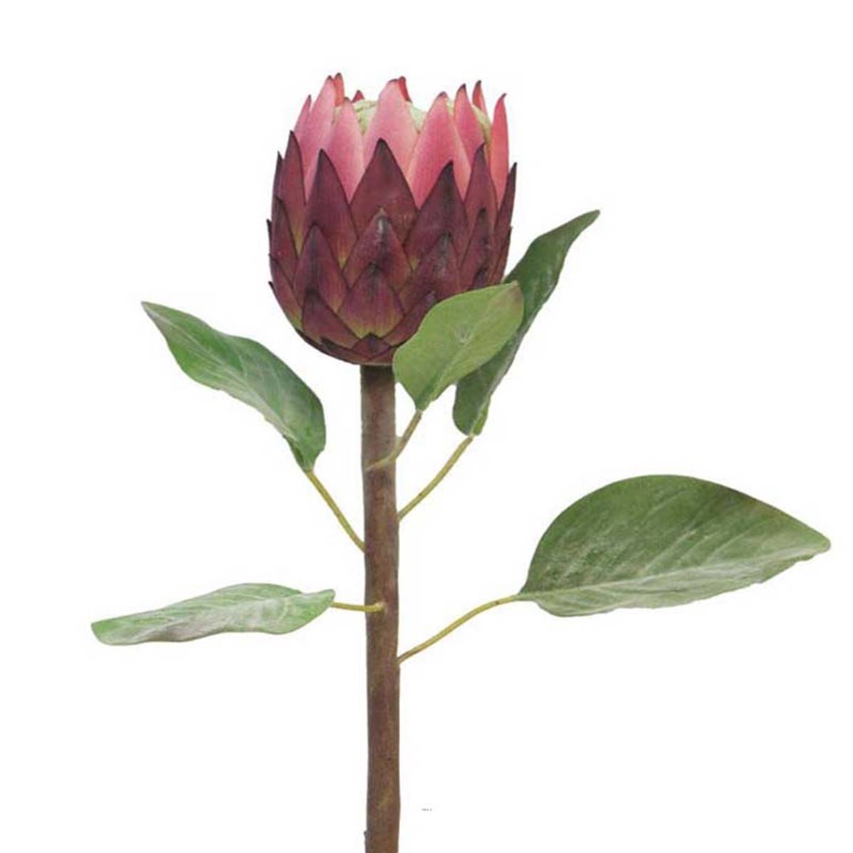 Protea, fleur des lacs, factice en tige, H67cm Rose soutenu - BEST - couleur: Rose soutenu - Image 1