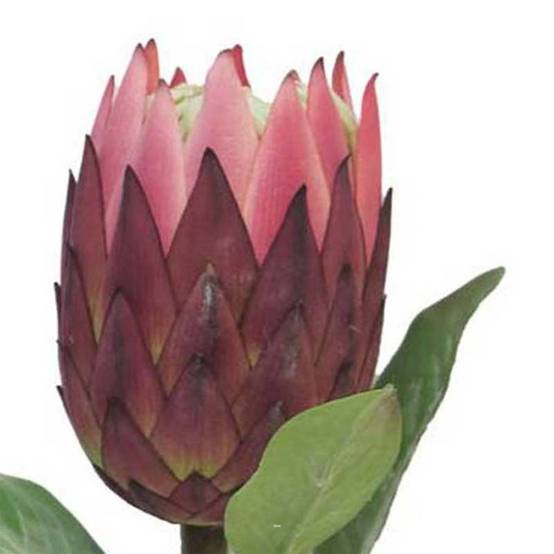 Protea, fleur des lacs, factice en tige, H67cm Rose soutenu - BEST - couleur: Rose soutenu - Image 3