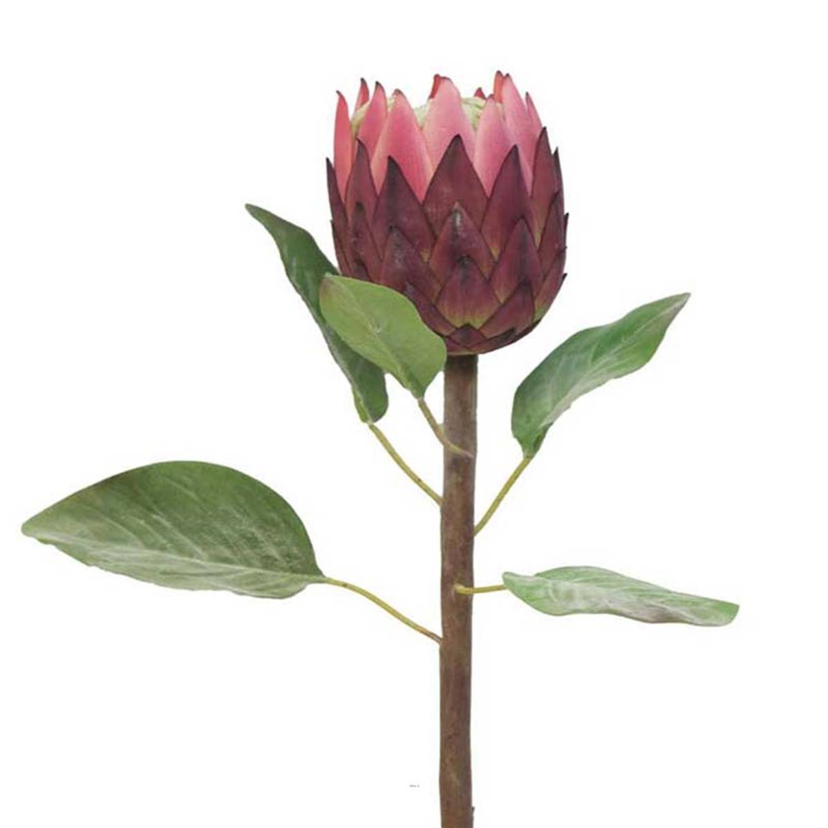 Protea, fleur des lacs, factice en tige, H67cm Rose soutenu - BEST - couleur: Rose soutenu - Image 2