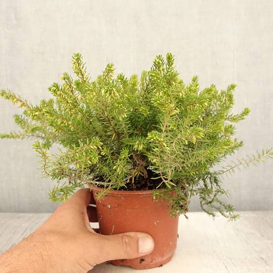 Bruyère des neiges - Erica carnea Jenny Porter Pot de 1L/1,5L - Image 2