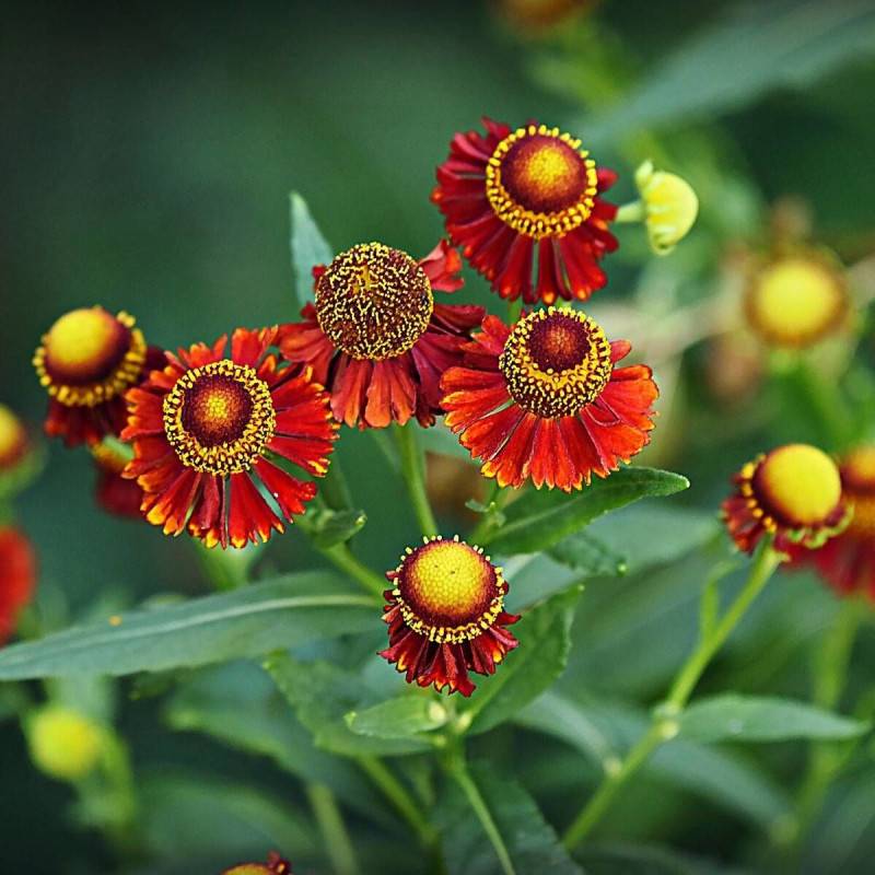 Hélénie Poncho®, Helenium à fleurs Rouge/ - feuillage Caduc - Godet - 5/20 cm - Imagen 1