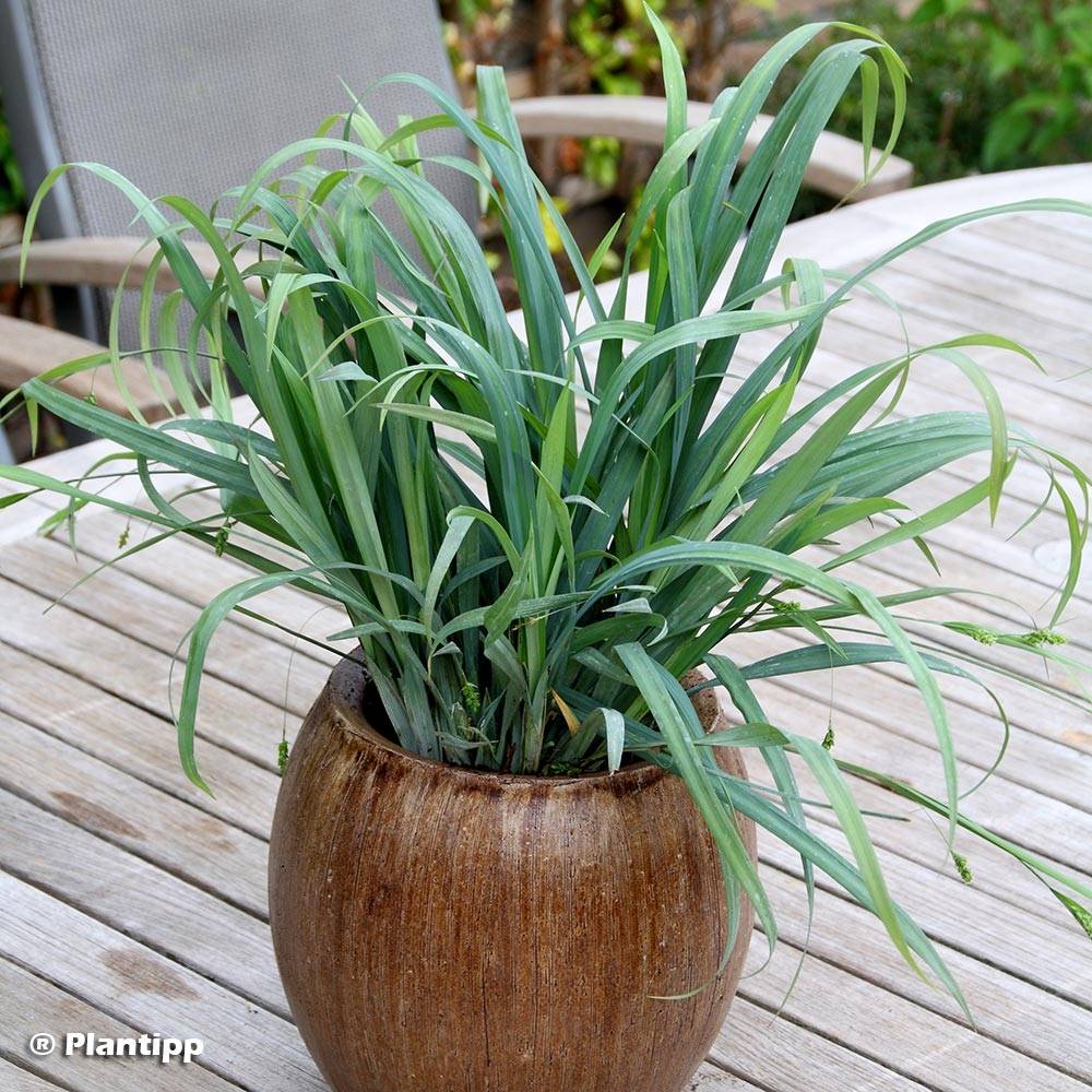 Laîche Bunny Blue Pot de 2L/3L