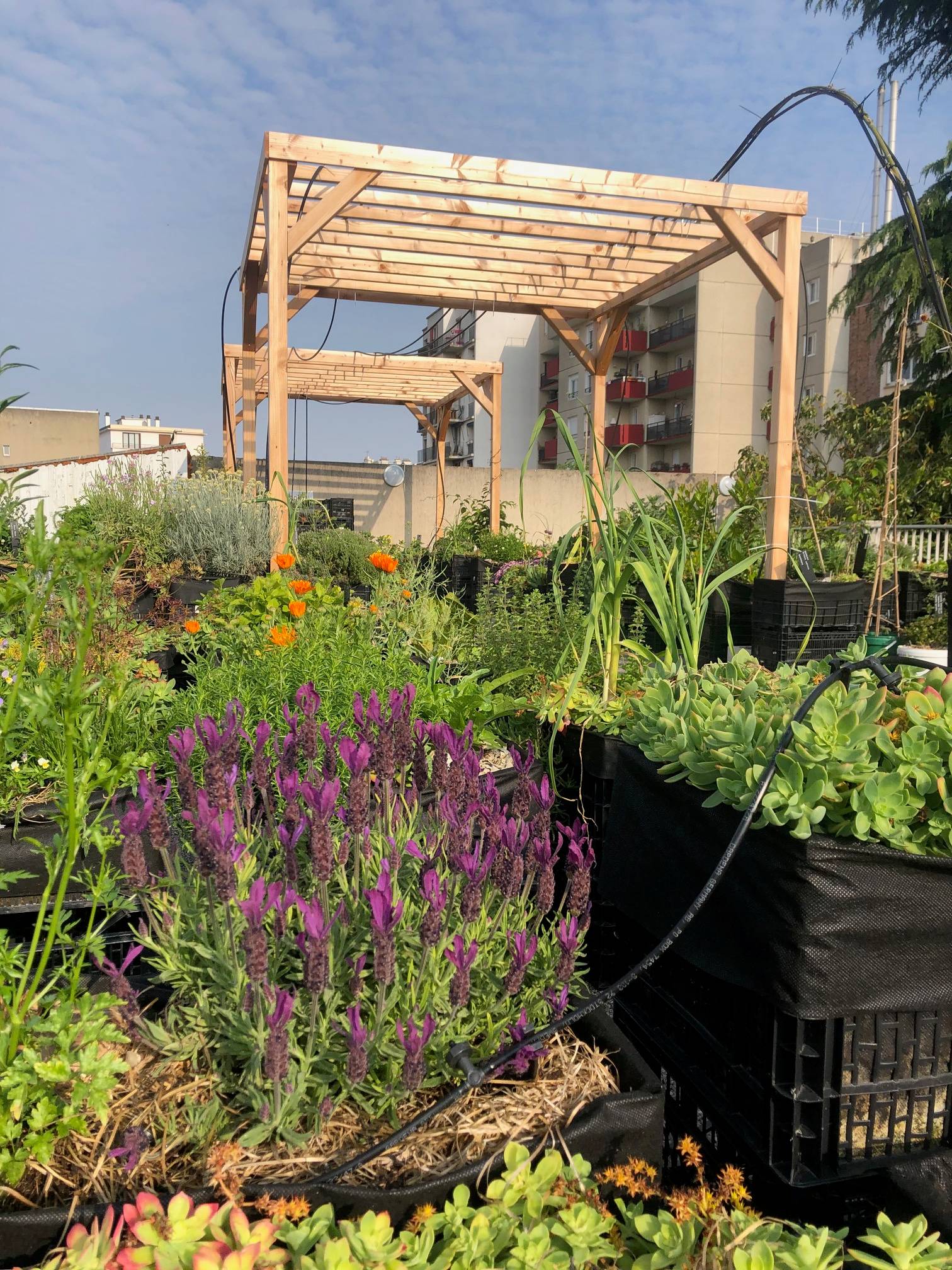 Mon Petit Potager - Pergola en bois Douglas - mon PETIT POTAGER - Image 9