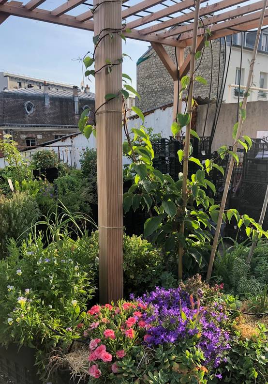 Mon Petit Potager - Pergola en bois Douglas - mon PETIT POTAGER - Image 8