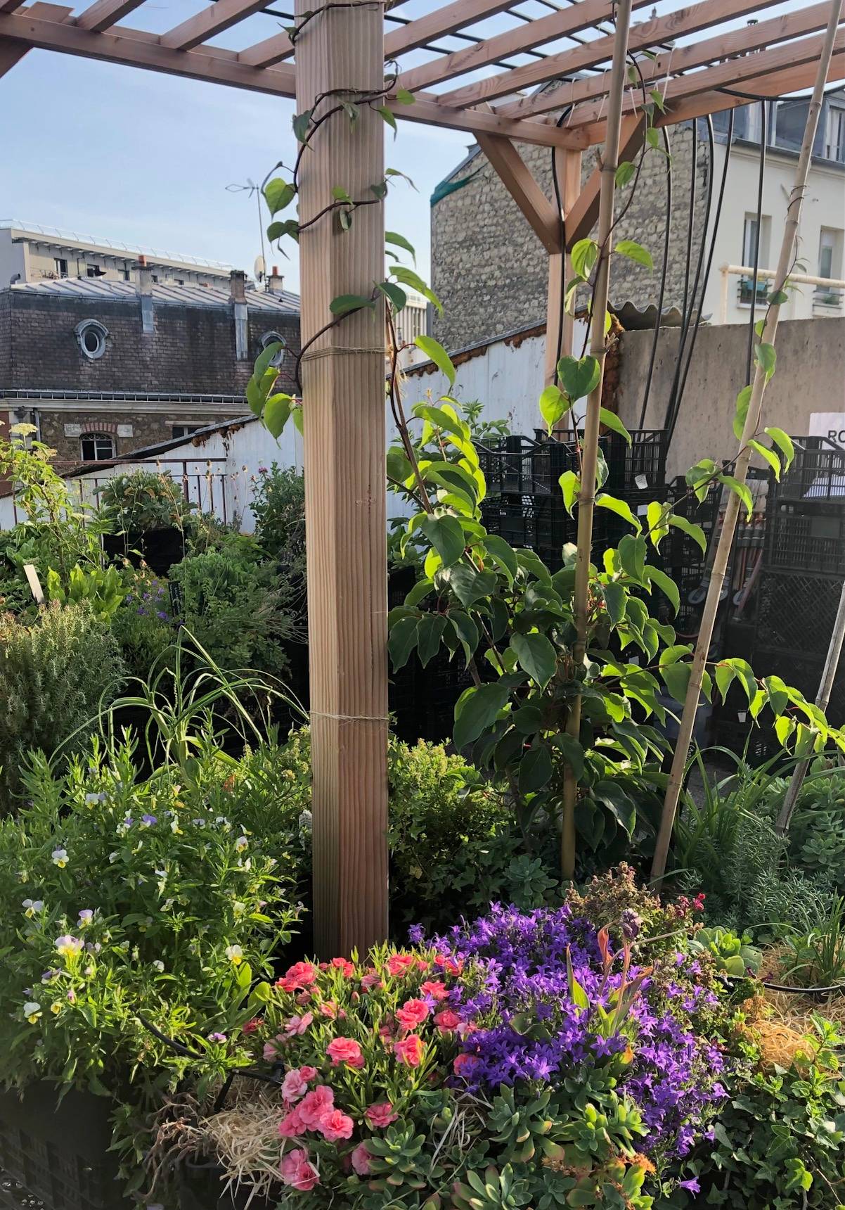 Mon Petit Potager - Pergola en bois Douglas - mon PETIT POTAGER - Image 8