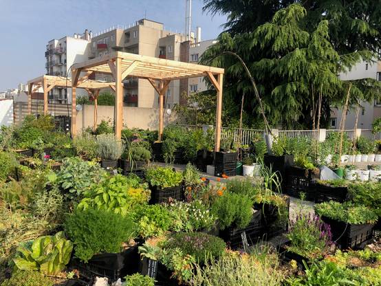 Mon Petit Potager - Pergola en bois Douglas - mon PETIT POTAGER - Image 10