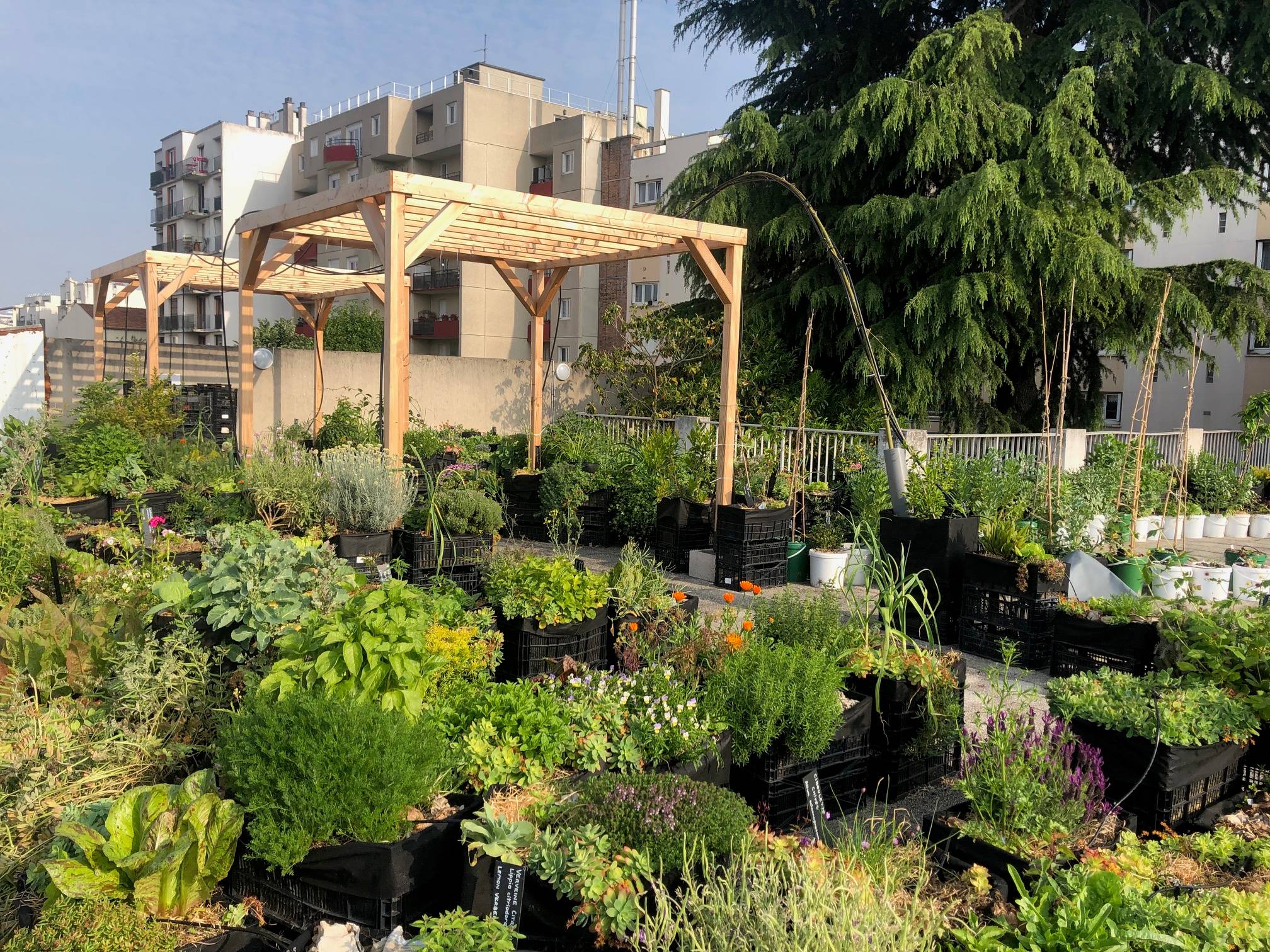 Mon Petit Potager - Pergola en bois Douglas - mon PETIT POTAGER - Image 10