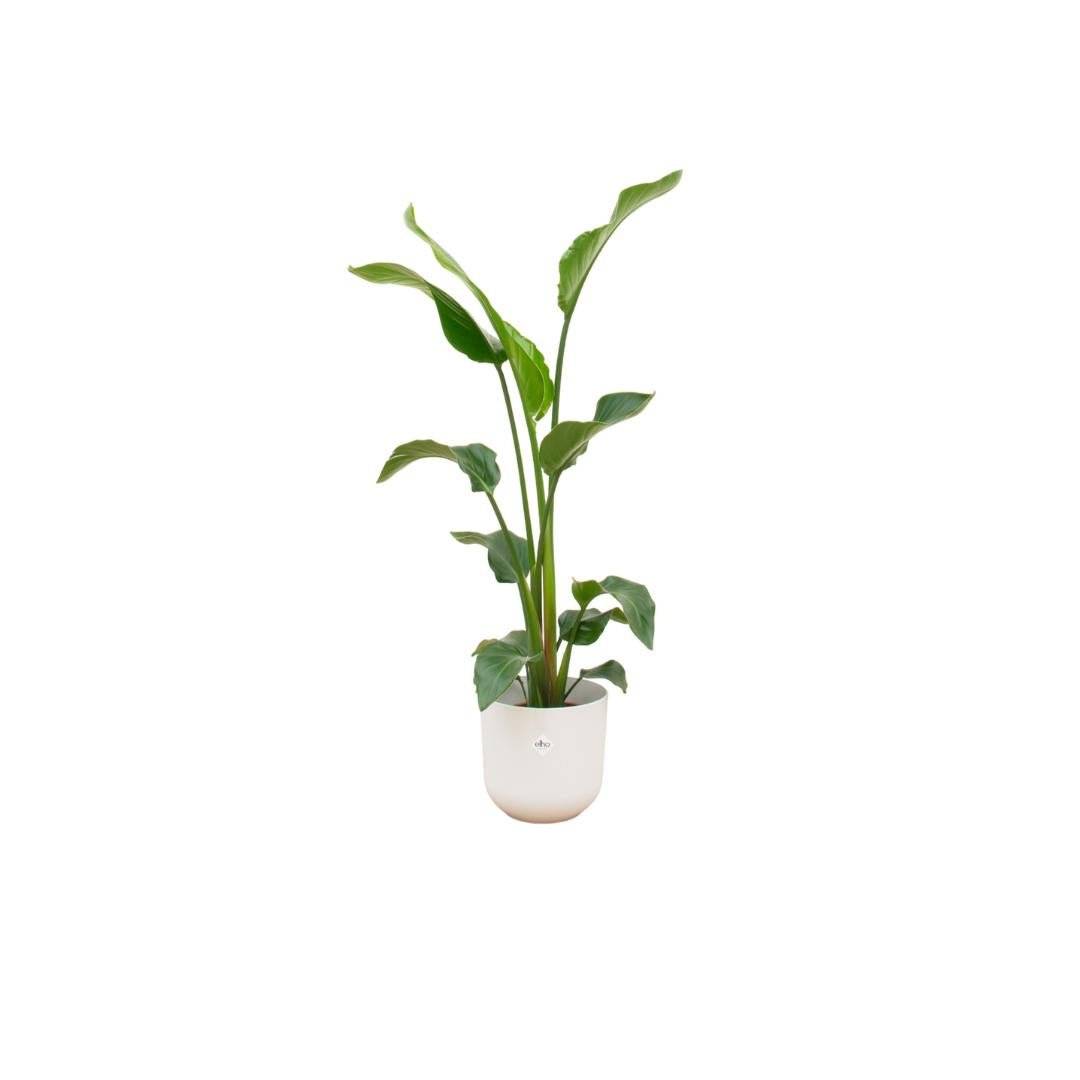 Strelitzia Nicolai 100cm et son pot- La Green Touch Blanc 23cm - Hauteur 100cm