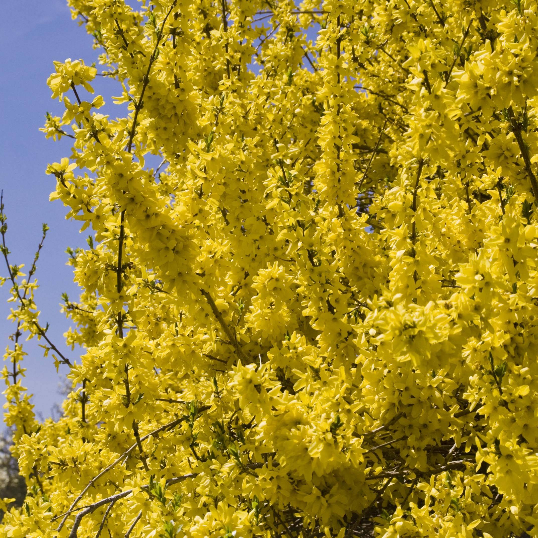 Forsythia (x) intermedia Minigold - Mimosa de Paris Pot de 2L/3L