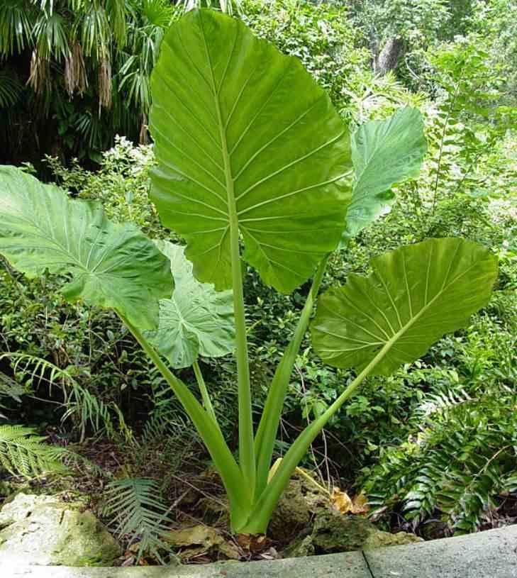 0 - Alocasia macrorrhiza (Oreille d'éléphant Géant, Taro) Pot de 25L - 100/125cm - Image 3