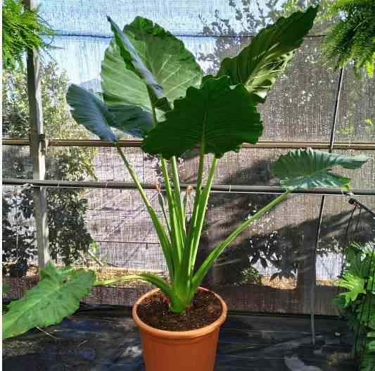 0 - Alocasia macrorrhiza (Oreille d'éléphant Géant, Taro) Pot de 25L - 100/125cm - Image 2