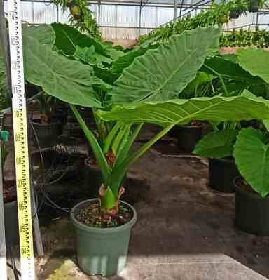 0 - Alocasia macrorrhiza (Oreille d'éléphant Géant, Taro) Pot de 25L - 100/125cm - Image 1