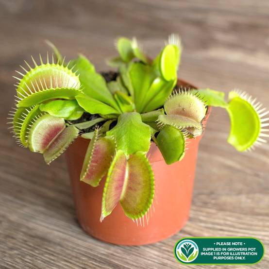 Gardenersdream - Plante Tropicale D'Intérieur Dionée Carnivore - Venus Attrape-Mouche Fournie En Pot De 9 Cm - GardenersDream - Image 2