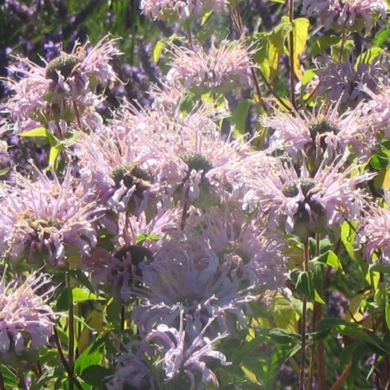 Monarde fistuleuse - Sans traitement à fleurs Rose/ - feuillage Caduc - Godet - 5/20 cm - Imagen 2