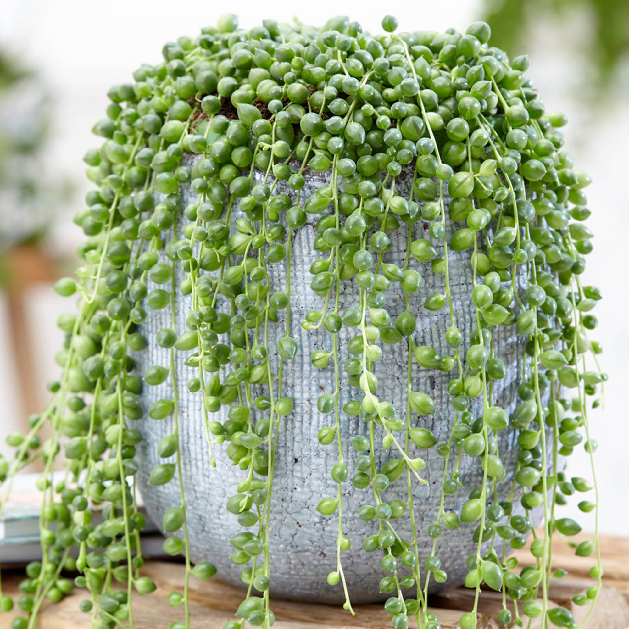 Gardenersdream - Senecio Rowleyanus Retombant – Plante Collier De Perles | Succulente D’Intérieur En Pot (20-30 Cm De Hauteur) - GardenersDream - Imagen 1