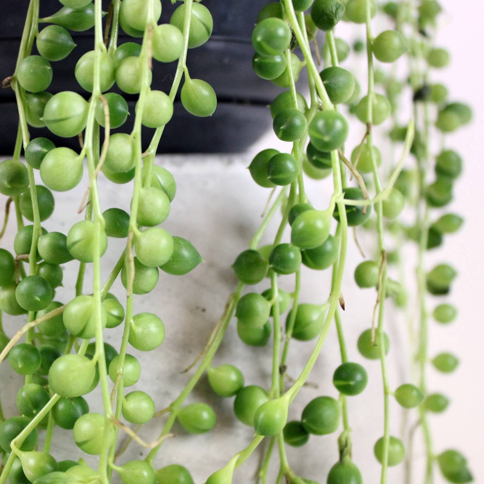 Gardenersdream - Senecio Rowleyanus Retombant – Plante Collier De Perles | Succulente D’Intérieur En Pot (20-30 Cm De Hauteur) - GardenersDream - Imagen 3