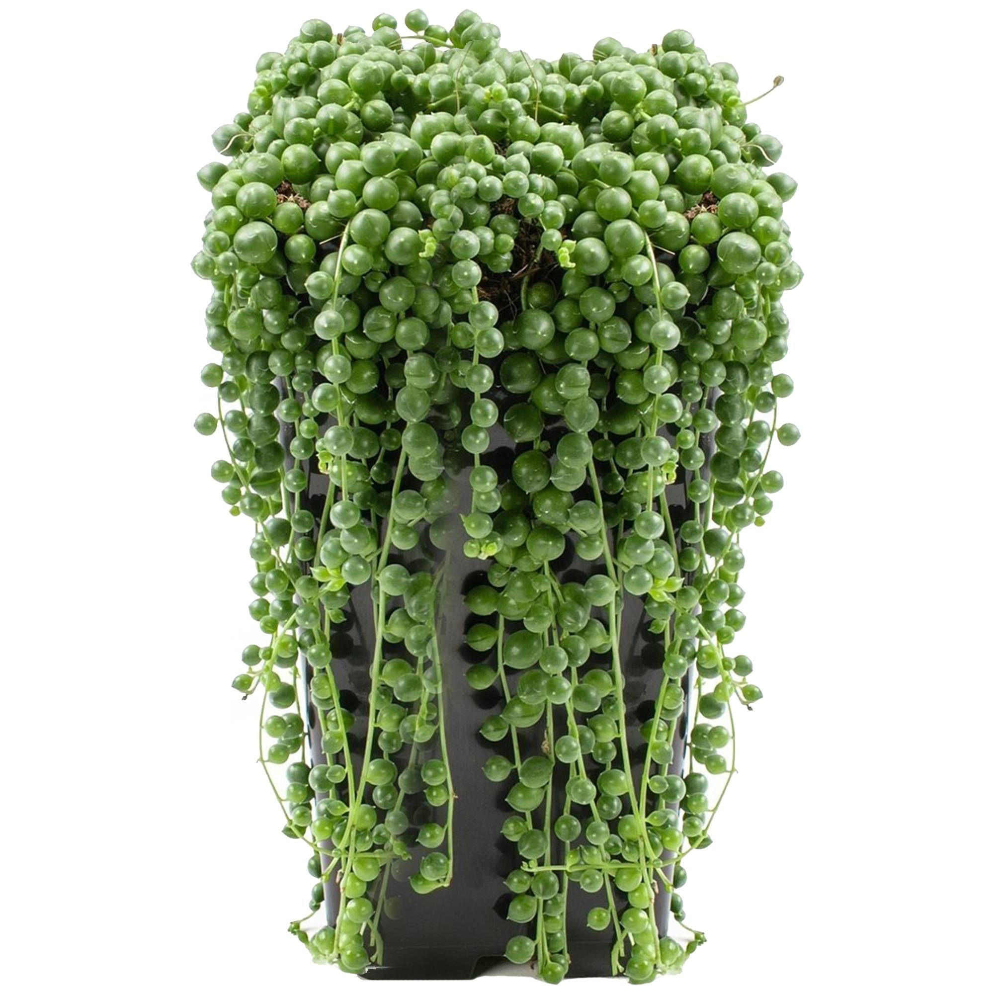 Gardenersdream - Senecio Rowleyanus Retombant – Plante Collier De Perles | Succulente D’Intérieur En Pot (20-30 Cm De Hauteur) - GardenersDream - Imagen 2