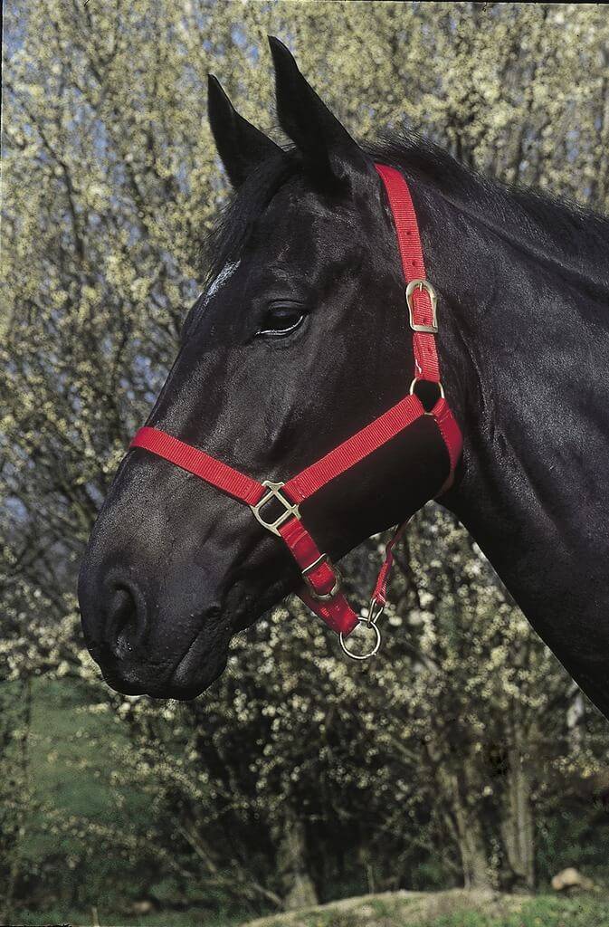 Licol double épaisseur rouge pour cheval