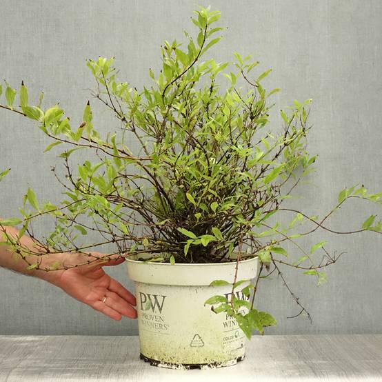 Deutzia Yuki Snowflake - Deutzie Pot de 7,5L/10L - Image 2
