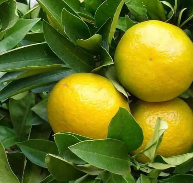 0 - Agrumes Citrus limetta Pursha (citronnier doux, limonette) Pot de 4 litres - 30/50 cm - Image 1