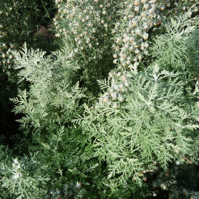 Absinthe romaine - Sans traitement à fleurs Blanche - feuillage Persistant - Godet - 5/20 cm-  hauteur à maturité De 0,50 m à 1,00 m - Imagen 2