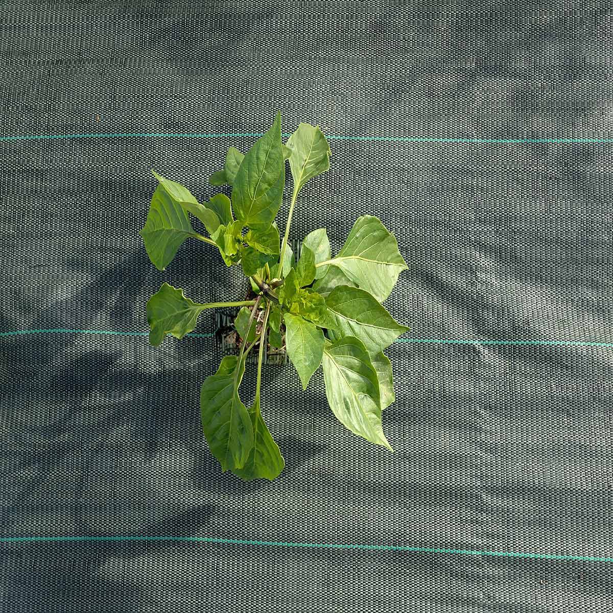 Toile de Paillage Verte 1,05x100 m 86TP - Garantie 5 ans - Toile de paillage anti-mauvaises herbes pour jardin et talus TECPLAST - Imagen 5
