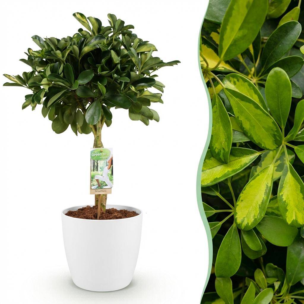 Schefflera Gold Capelle - Pot de 21cm - Hauteur 70-81cm - Blanc - Plantes d'intérieur