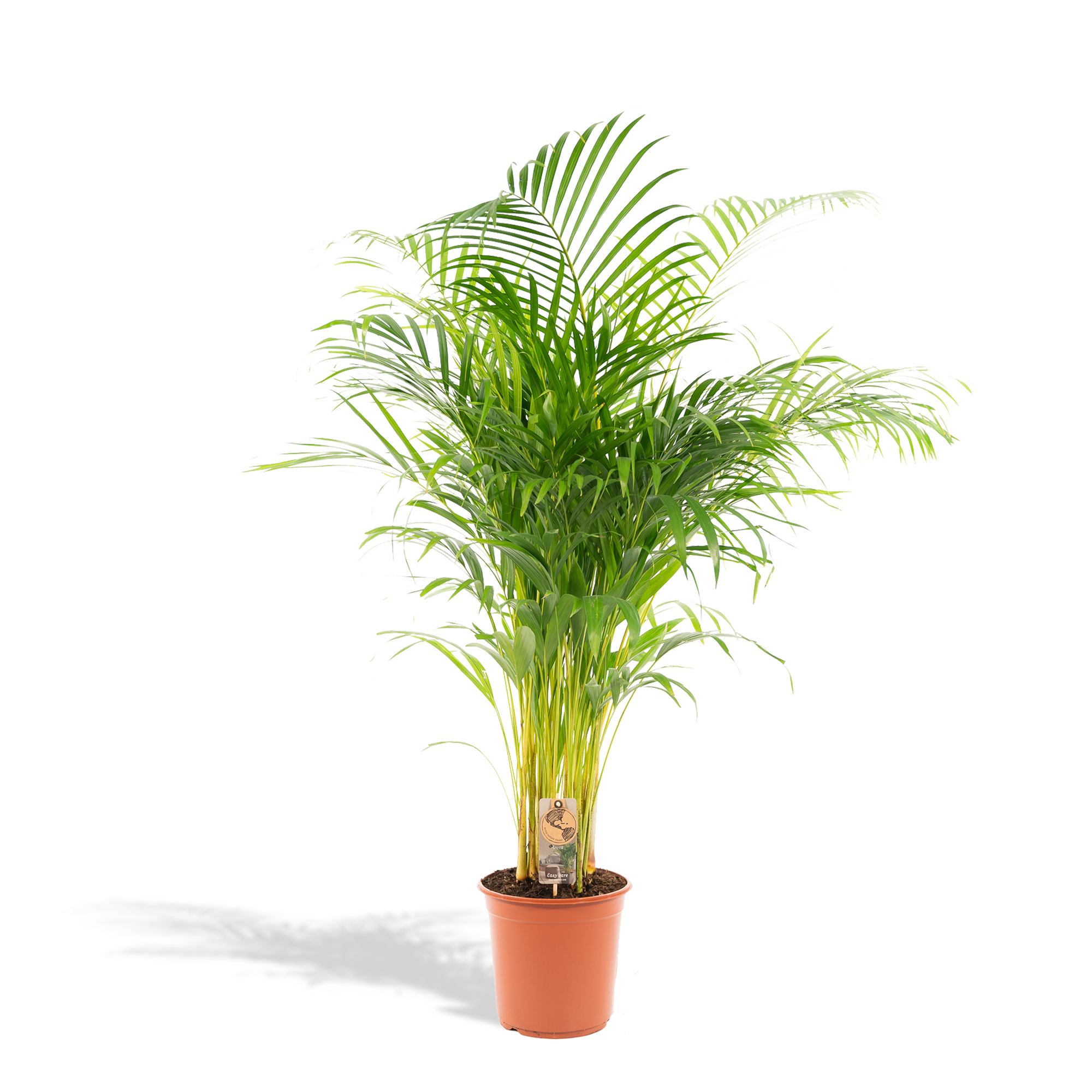 Palmier Areca - Ø21cm - ↕130cm - Plantes d'intérieur - Image 1