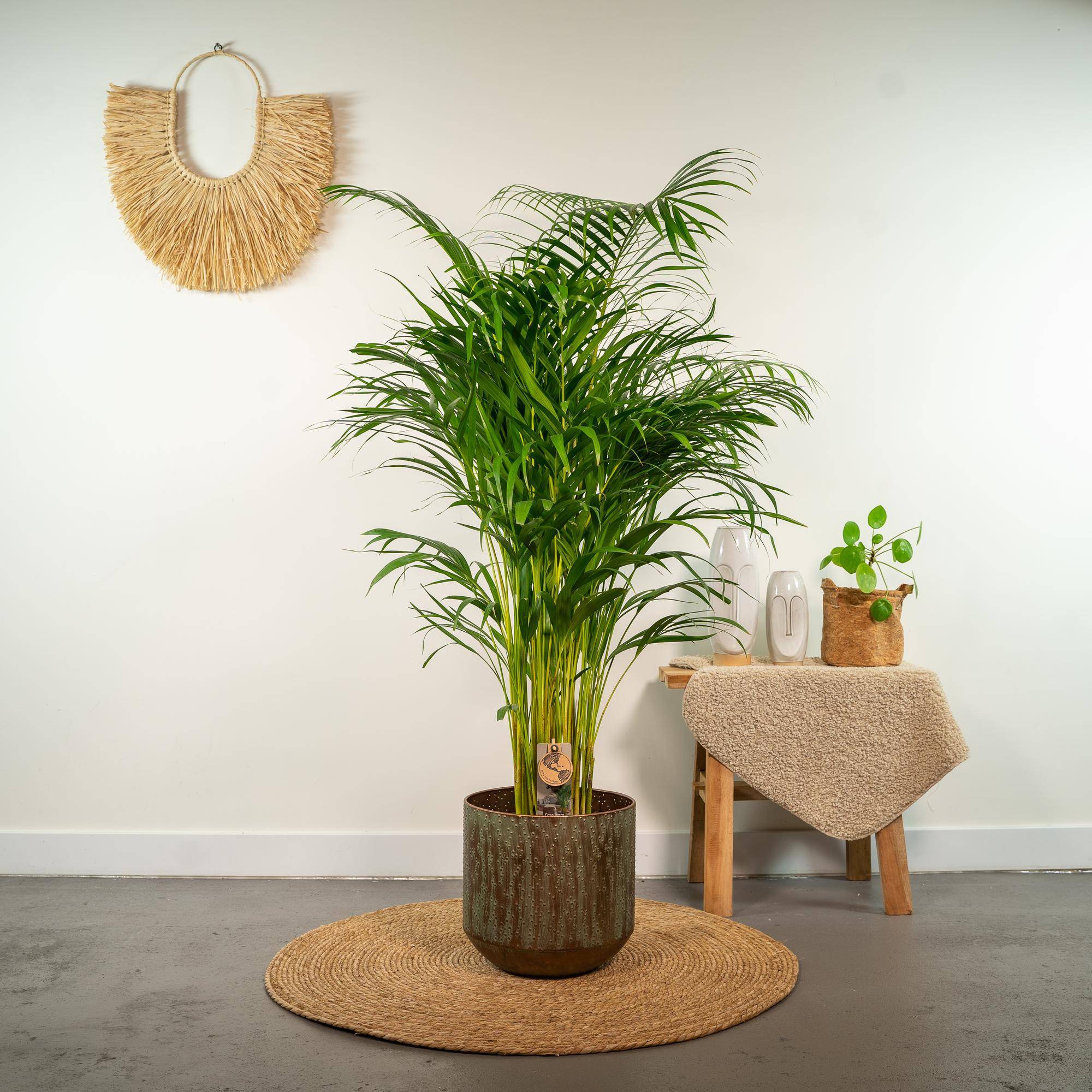 Palmier Areca - Ø21cm - ↕130cm - Plantes d'intérieur - Image 2