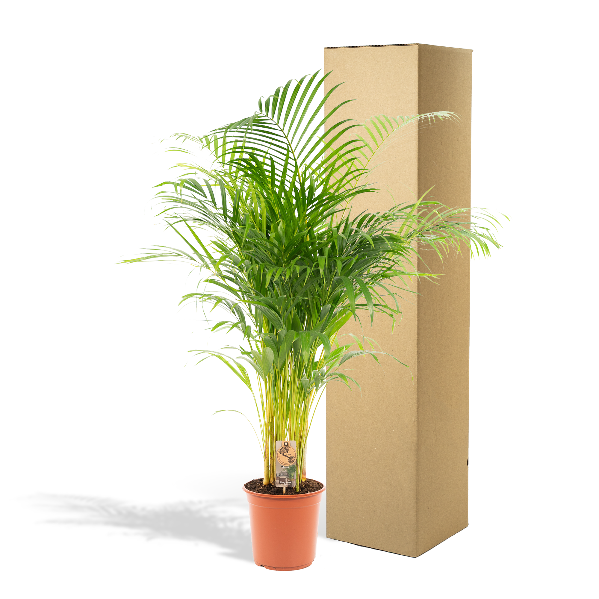 Palmier Areca - Ø21cm - ↕130cm - Plantes d'intérieur - Image 5