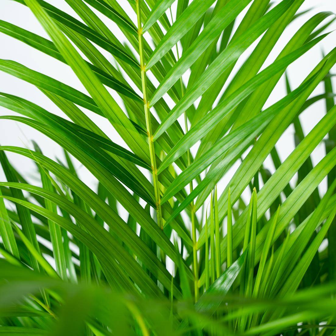 Palmier Areca - Ø21cm - ↕130cm - Plantes d'intérieur - Image 3