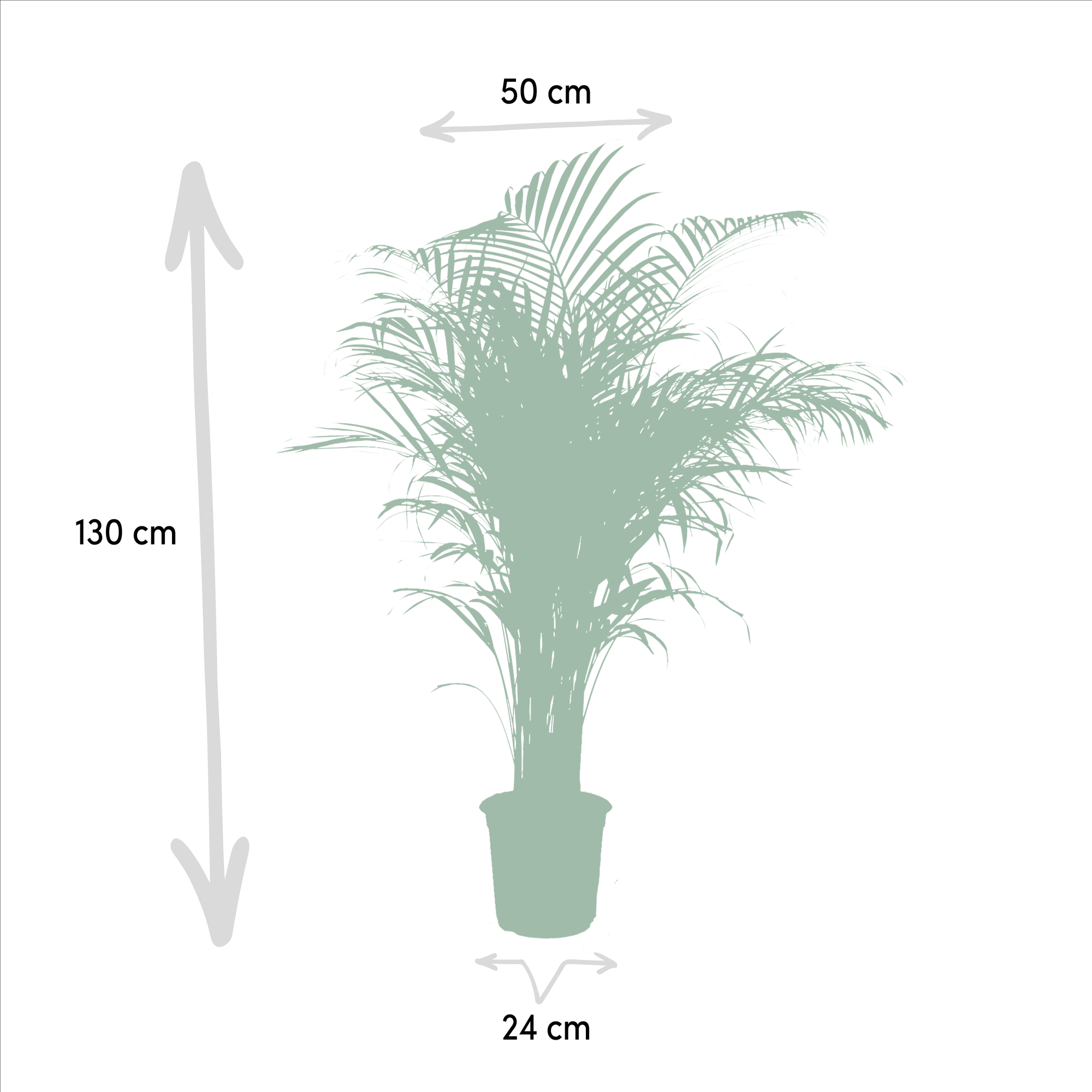 Palmier Areca - Ø21cm - ↕130cm - Plantes d'intérieur - Image 4
