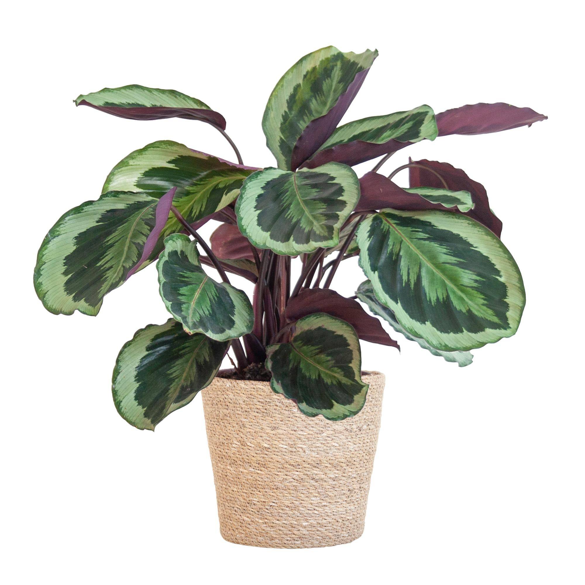 La Green Touch - Calathea Medaillon et son pot- La Green Touch Panier naturel - Hauteur 65cm