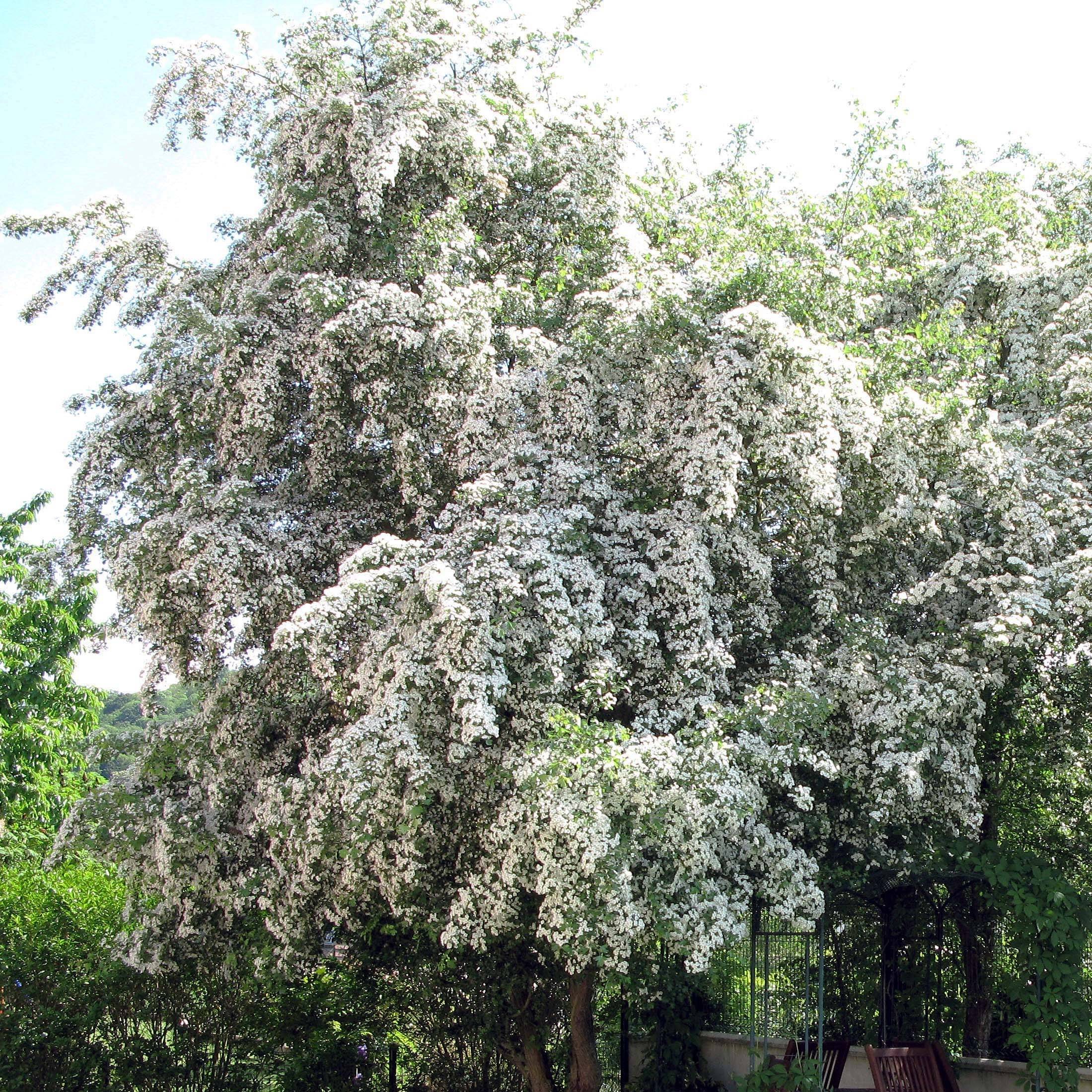 Promesse de Fleurs - Aubépine, Epine blanche - Crataegus monogyna Pot de 4L/5L