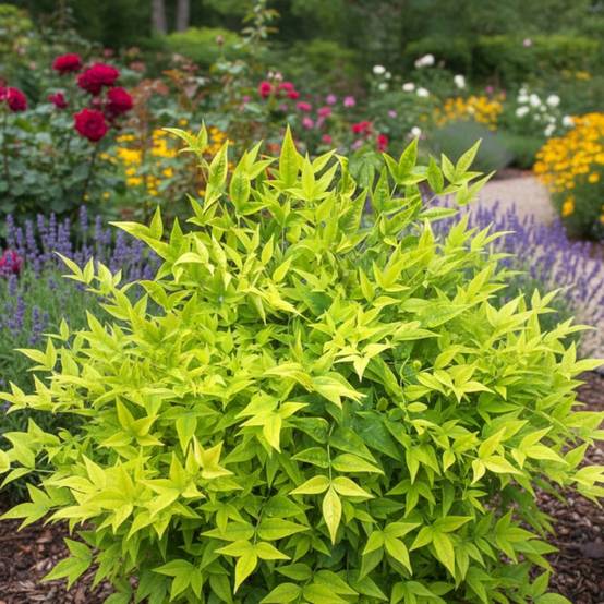 Bambou sacré MAGICAL® Lemon-Lime 'Lemlim', Nandina - Pot de 3L - 20/40 cm - Image 6
