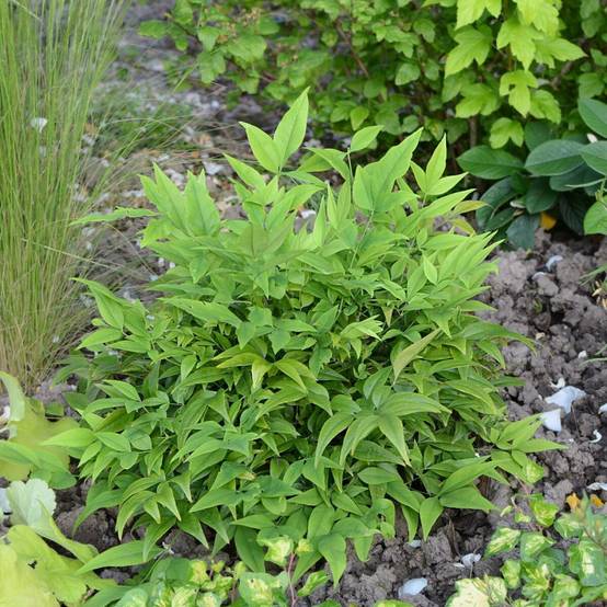 Bambou sacré MAGICAL® Lemon-Lime 'Lemlim', Nandina - Pot de 3L - 20/40 cm - Image 1