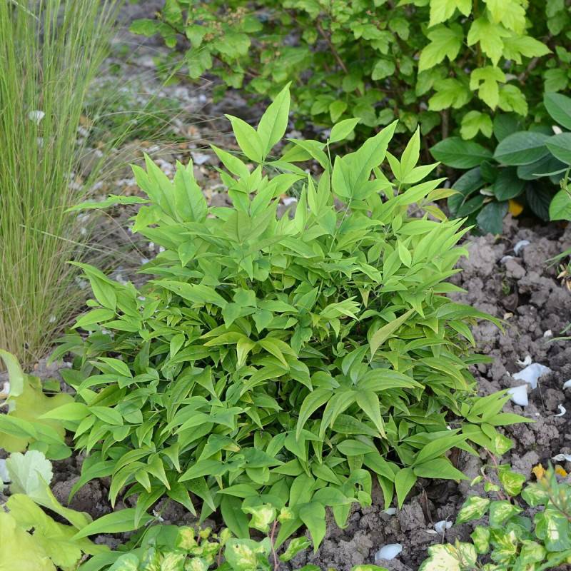 Bambou sacré MAGICAL® Lemon-Lime 'Lemlim', Nandina - Pot de 3L - 20/40 cm - Image 1