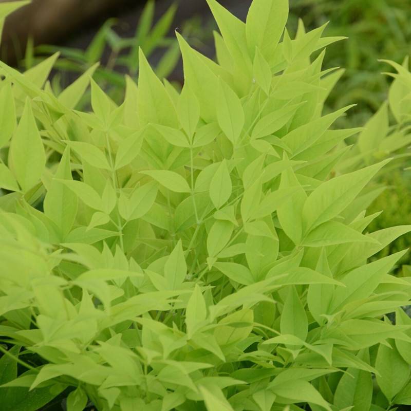 Bambou sacré MAGICAL® Lemon-Lime 'Lemlim', Nandina - Pot de 3L - 20/40 cm - Image 3