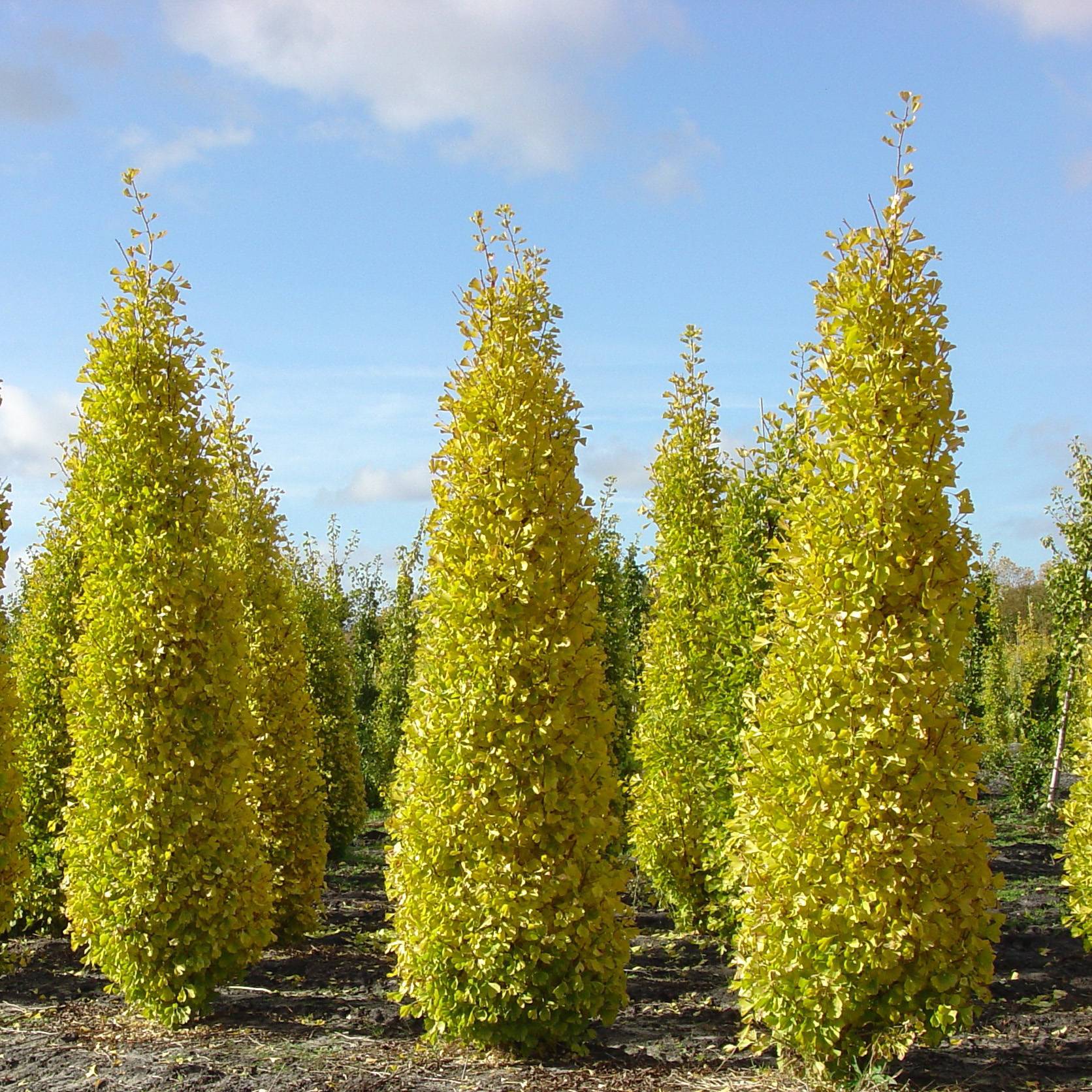 Ginkgo biloba Blagon - Arbre aux quarante écus  Pot de 1L/1,5L