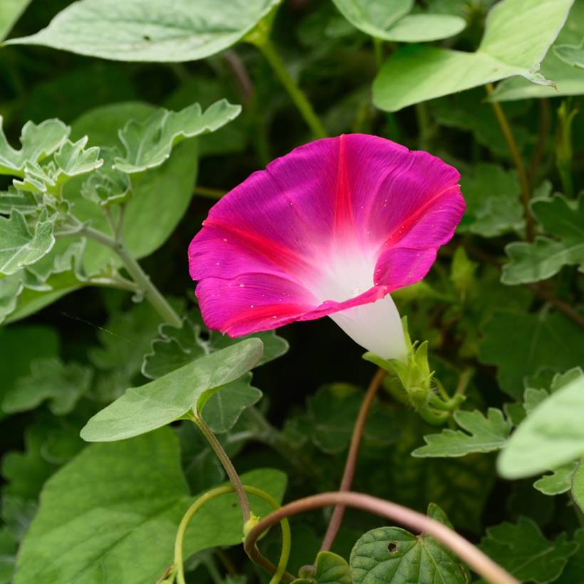 Graines d'Ipomée Crimson Rambler - Ipomoea rubrocaerulea le sachet de 70 graines environ (2g)