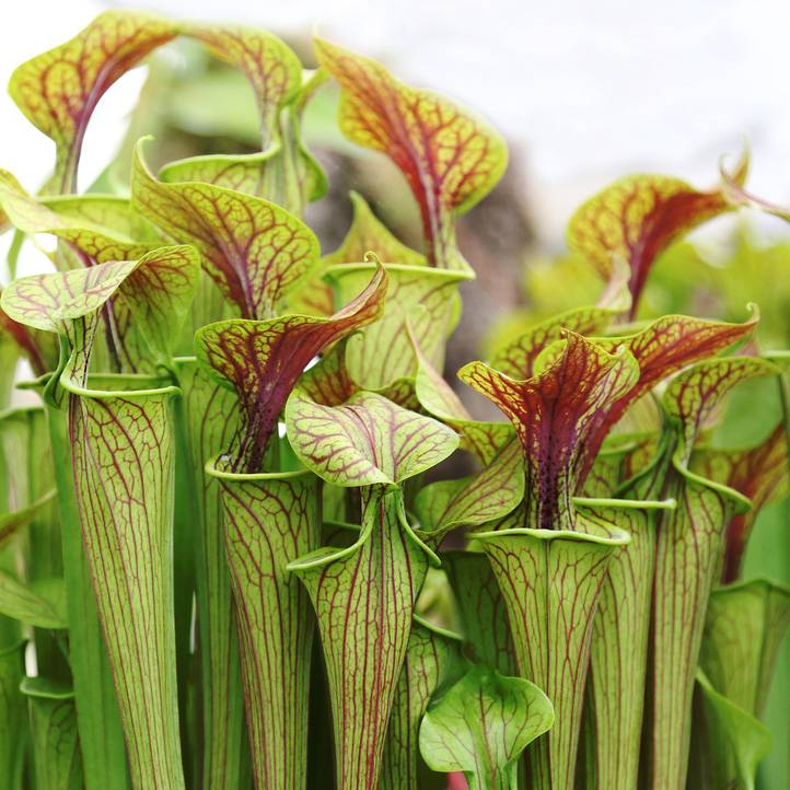 Lot de 2 - Sarracenia Juthatip Soper - Plante Trompette - Plante Carnivore - H. 10-20 cm - P. 12 cm - Image 3