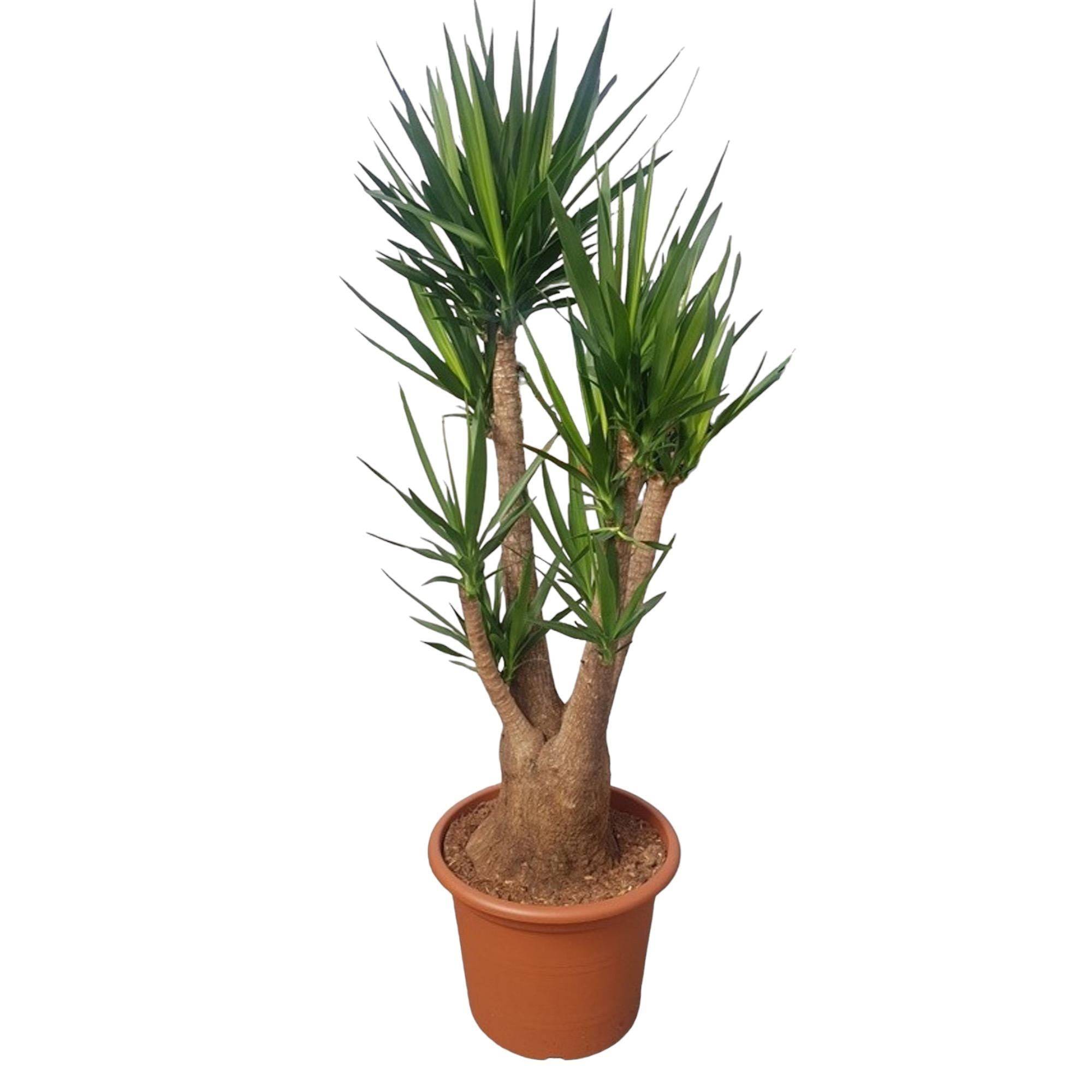 La Green Touch - Yucca Elephantipes Ramifié - D55 H190cm