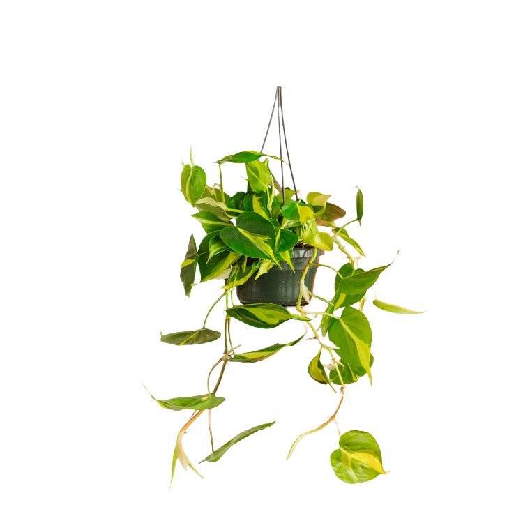 Philodendron scandens Brazil 35cm - Plante d'intérieur- La Green Touch - Imagen 3