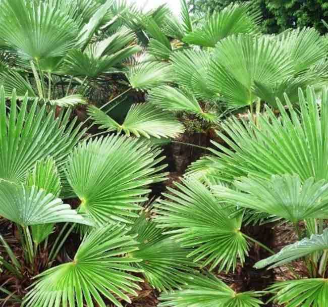 Sans Marque - Trachycarpus fortunei (palmier chanvre, palmier moulin à vent) Couleur floraison:jaune - Taille:80L pied 160/180 -total 200/250cm - Imagen 4