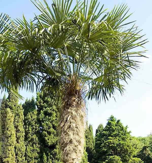 Sans Marque - Trachycarpus fortunei (palmier chanvre, palmier moulin à vent) Couleur floraison:jaune - Taille:80L pied 160/180 -total 200/250cm - Imagen 6
