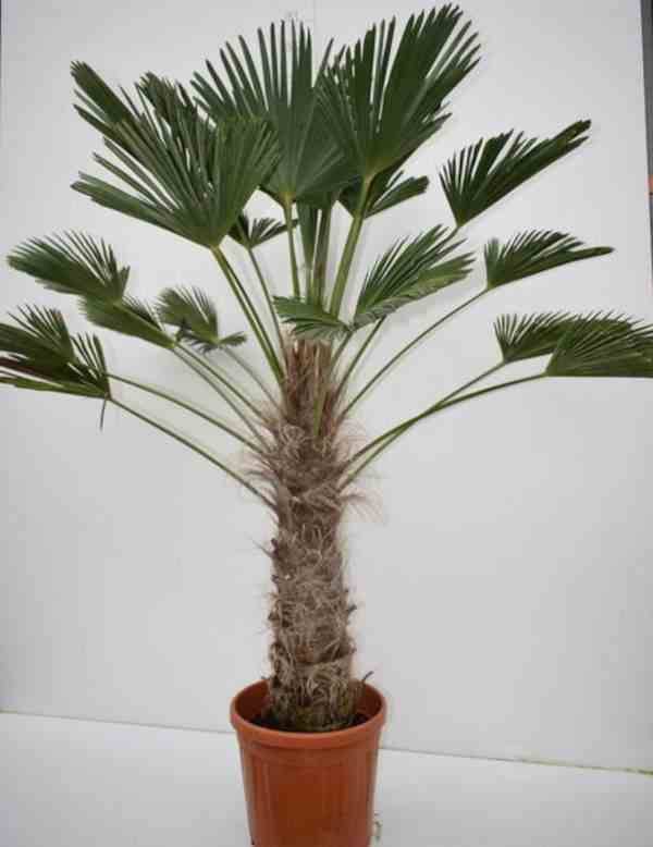 Sans Marque - Trachycarpus fortunei (palmier chanvre, palmier moulin à vent) Couleur floraison:jaune - Taille:80L pied 160/180 -total 200/250cm - Imagen 3