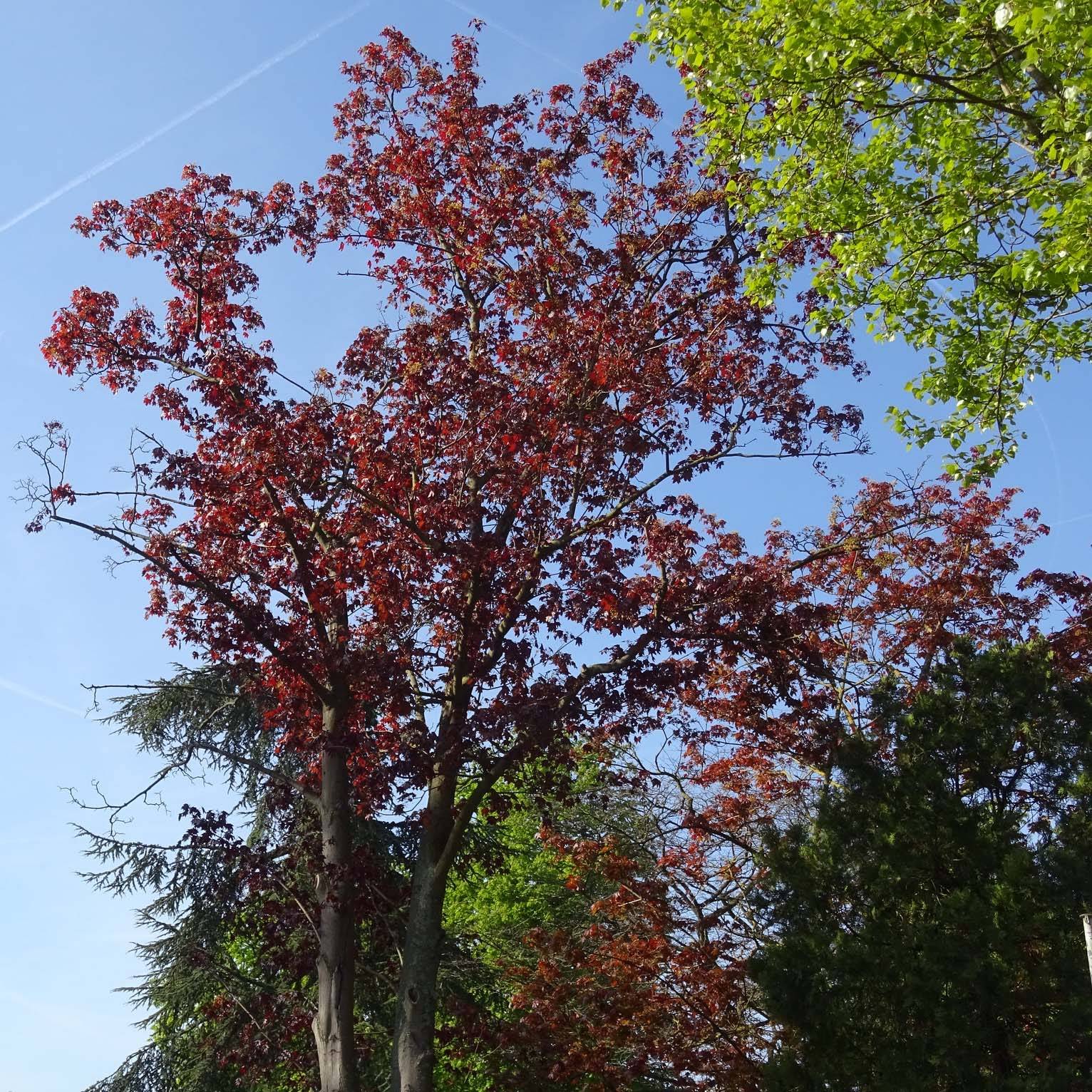 Acer platanoides Royal Red - Érable plane Pot de 7,5L/10L