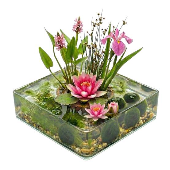 0 - Mini Bassin Set Complet Rose 25-90L - 11 Plantes et Bactéries - Image 1