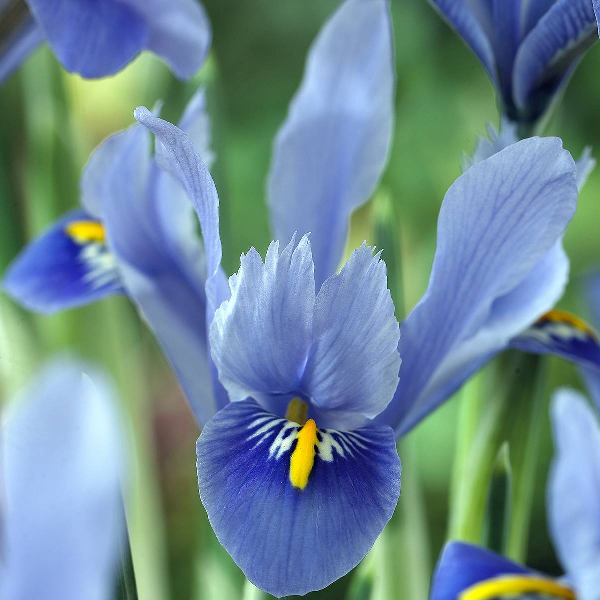 Promesse de Fleurs - Iris reticulata Alida - Iris réticulé Bulbe calibre 5+ (par 5)