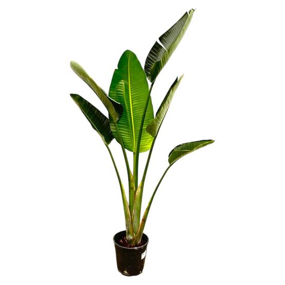 Strelitzia Augusta - D27 H180cm - Image 1